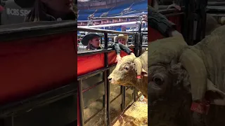 What You Don't See At Rodeo Events, Top Bucking Bulls #Rodeo #buckingbull #buckingbulls #bullriders