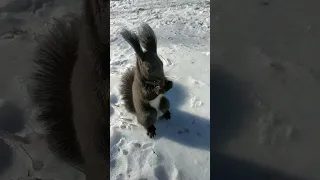 Кормлю белочку.  I feed the squirrel.