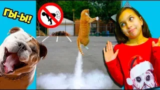 КОТЫ ПРЫГУНЫ vs ЛЕТУНЫ! ЛУЧШИЙ НЕ ЗАСМЕЙСЯ ЧЕЛЛЕНДЖ! Funny Cats Попробуй не засмеяться Валеришка