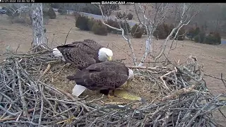 Scout brings a big fish before Bella lays her 1st egg !