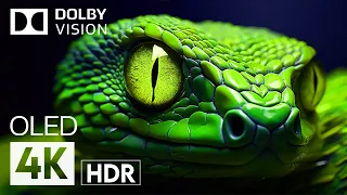 AMAZING ANIMALS DOLBY VISION 4K HDR  with Cinematic Sound (Color dynamic)