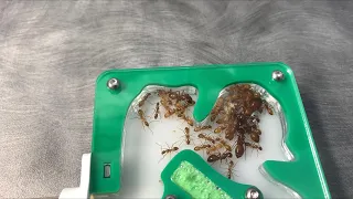 Update on all my Camponotus colonies (Camponotus Castaneus) (camponotus modoc)