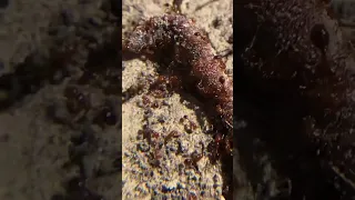 Fire Ants vs LIVE Earthworm *INTENSE*