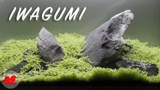 Iwagumi pour débutant aquarium 60cm