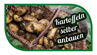 Eigene Kartoffeln anbauen | Sorten im Vergleich | auch ohne Garten möglich in der Tonne oder Kübel