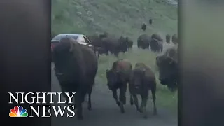 Family Driving Through Yellowstone Caught In Bison Stampede | NBC Nightly News