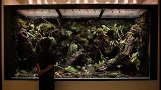 Nature Indoors Created By Humans | Making a 4M Paludarium