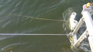Crabbing the chesapeake