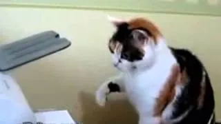 Принтер и кошка,кто кого?))