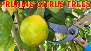 How To PRUNE CITRUS Trees: COMPLETE GUIDE To Pruning Citrus Trees