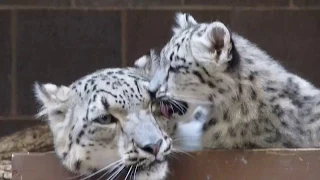 MVI 9661 Snow Leopard mom and cub