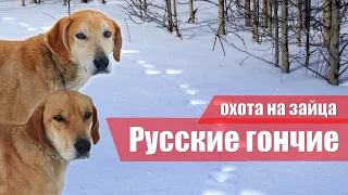 Russian hounds. Winter hare hunting 2022. Vologda region.