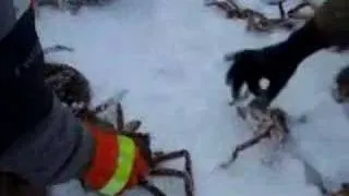 Crabbing Through The Ice in Nome, Alaska