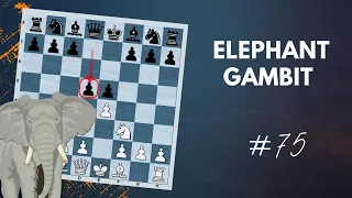 Elephant Gambit | The Refutation - Daily Lesson with a Grandmaster #75