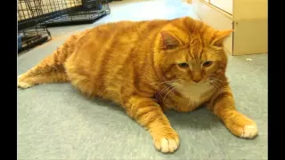 World's Fattest Cats TOP 10 !