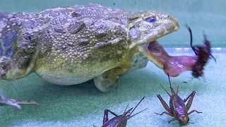 Giant African Bullfrog Eating Crickets! African Bullfrog Feeding