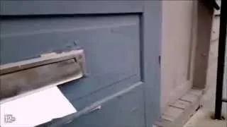 Ferocious Cat Battles the Mailman Through the Mail Slot