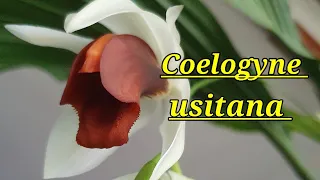 Coelogyne usitana цветение на 4 цветоноса.Описание и уход.