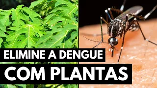 DENGUE: PLANTAS QUE AJUDAM A TRATAR A DOENÇA!