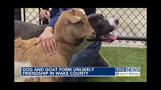 Dog and goat best friends find home Cinnamon the goat and Felix the dog play, sleep and eat together
