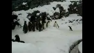 Le pingouin le plus heureux du monde ! / Happiest penguin ever !