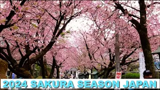 2024 Sakura season Japan | Cherry blossom mid March in Mitsuzoin Temple Saitama【密蔵院】| #explorejapan