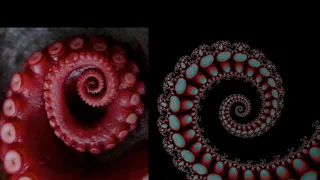 Nature's Fractal Patterns and Fibonacci Sequences
