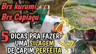 5 Dicas pra fazer uma Silagem de Brs kurumi ou Brs Capiaçu perfeita Vantagens da Silagem ensacada