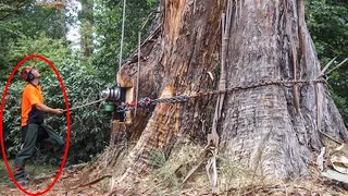 Extreme Dangerous Cutting Tree Skill With Chainsaw Machines, Fastest Wood Chipper and Woodworking