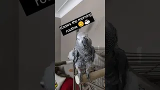 Mmmm coffee #africangrey #animals #birds #fun #fyp #parrots #pets #lol #funny #cute #shorts #comedy