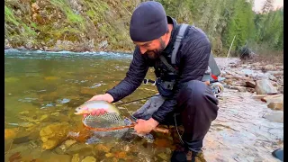 We Found an Absolute GEM! Crystal Clear Creek, Wild Cutthroat (Idaho Fly Fishing)