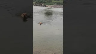 Dog Swimming in River | Golden Retrieves are Born Swimmers |Toby Enjoys Swimming #shorts