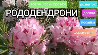 Все про РОДОДЕНДРОНИ, посадка, догляд, розвиток, формування, за 3 роки в моєму саду