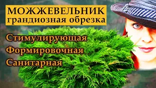 Можжевельник обрезка. Все вопросы. Все ответы.