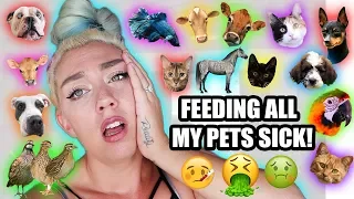 Feeding ALL My Pets in One Video | while SICK  35+ pets In one video