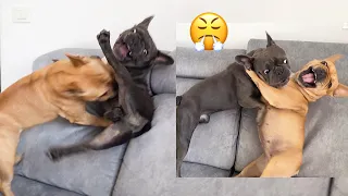 Frenchies Playing / Every Morning the same