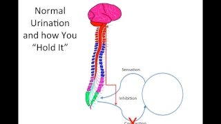 How Does Spinal Cord Injury Effect the Bladder?