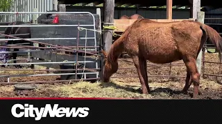 Concerns raised of wellbeing of animals at Manitoba animal sanctuary