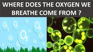 WHERE DOES THE OXYGEN WE BREATHE COME FROM ? ||  SCIENCE VIDEO FOR KIDS