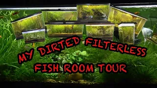 MY DIRTED FILTERLESS FISH ROOM TOUR …NOVEMBER 2023 #fishroomtour #fish #fishroom #aquariumfun