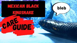 MEXICAN BLACK KINGSNAKE Complete Care Guide!