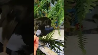 Injured Crow takes worm