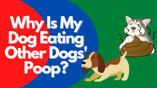 Why dogs eat other dogs' poop