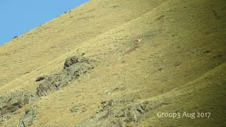 Snow Leopard in Mongolia