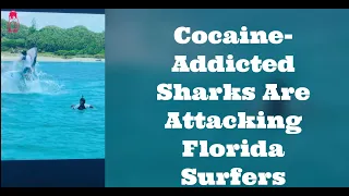 Cocaine Sharks attacking Florida Surfers