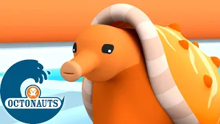 Octonauts - L'escargot conique et le récif artificiel | Dessins animés pour enfants