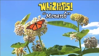 Monarch song by The Whizpops!