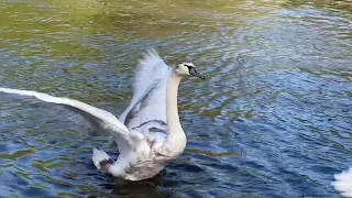 В мире животных. Окольцованные Английские лебеди - чистюли. Windsor, UK