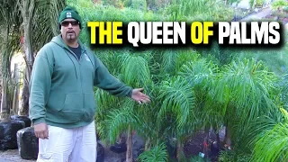 Queen Palms 101  Syagrus Romanzoffiana | Earth Works Jax