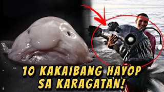 10 KAKAIBANG HAYOP SA KARAGATAN!